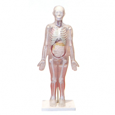 人體體表、人體骨骼與內(nèi)臟關(guān)系模型